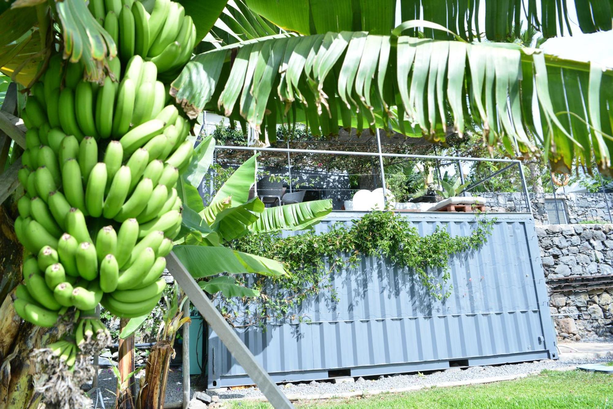 Quinta Golfinho Daire Arco da Calheta  Dış mekan fotoğraf